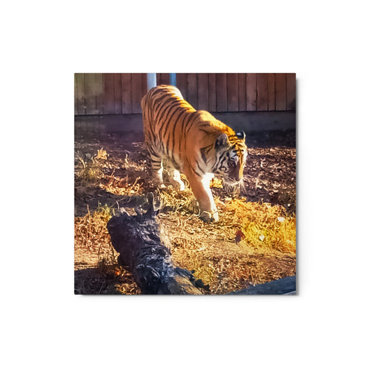 Tiger 3 Metal prints