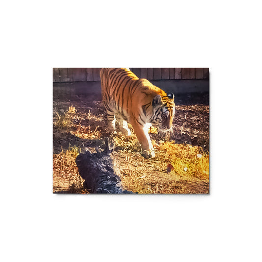 Tiger 3 Metal prints